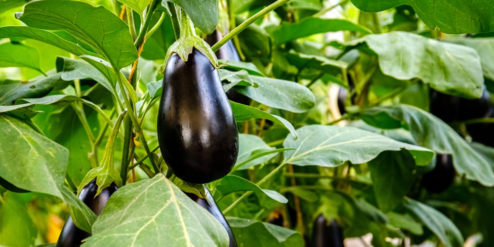 Eggplant Growing Stages