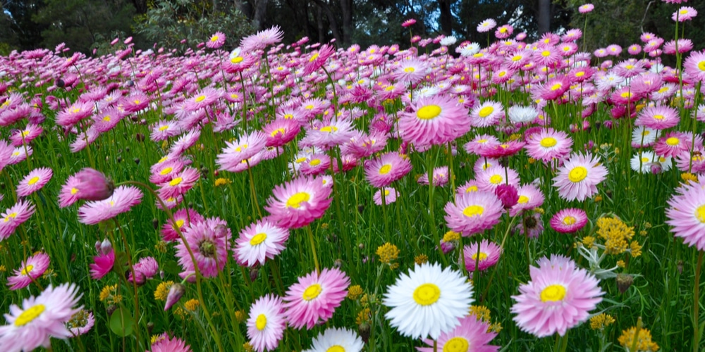 when to plant flowers in Minnesota