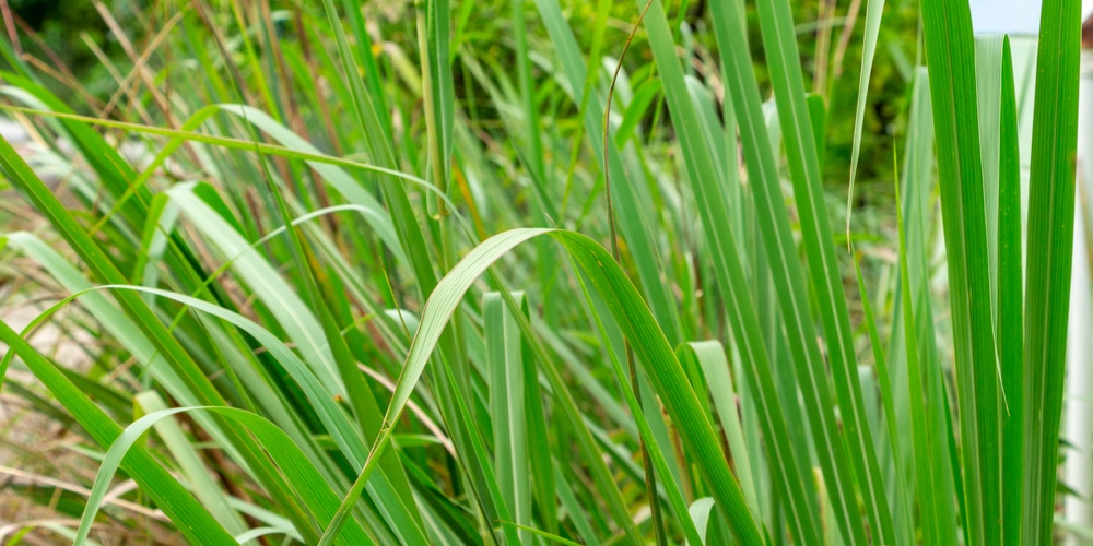 dwarf fakahatchee grass