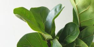 How Often To Water Fiddle Leaf Fig