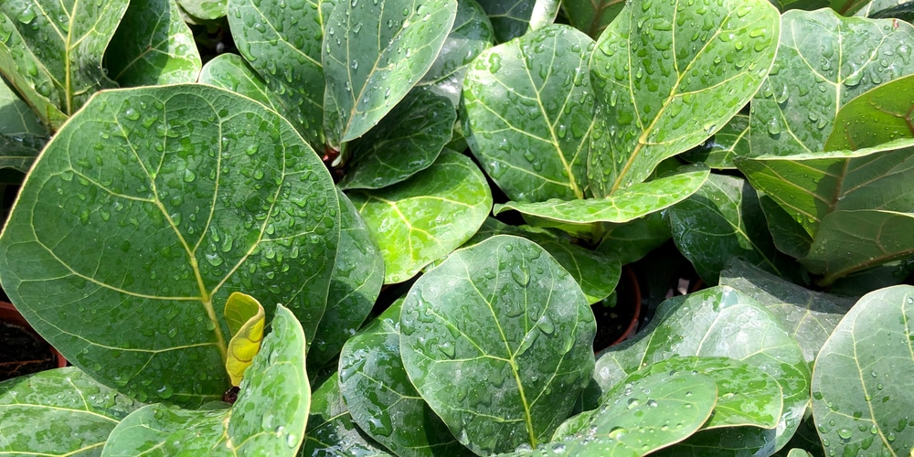 fiddle leaf fig tree outside in summer