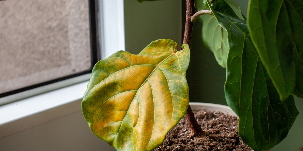 Fig Tree Yellow Leaves