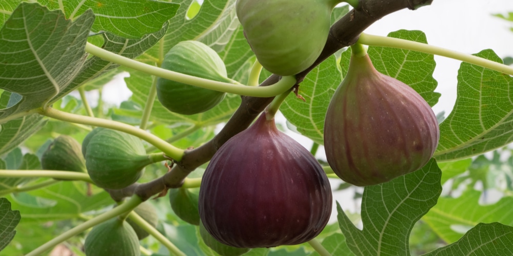 Cold Hardy Fig Trees