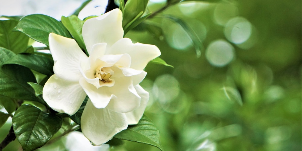 White Flies on Gardenias