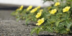 weeds with yellow flowers