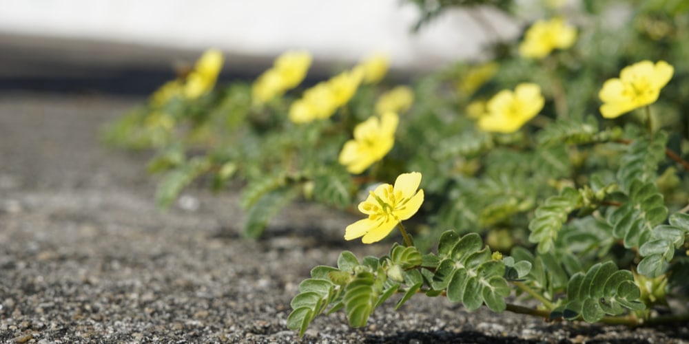 weeds with yellow flowers