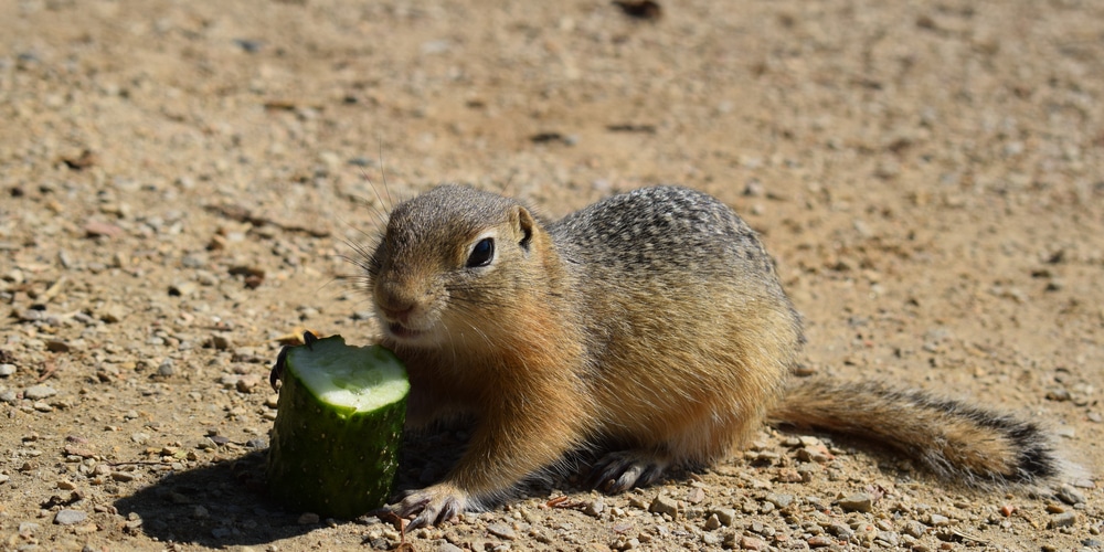 Do gophers have tails? 