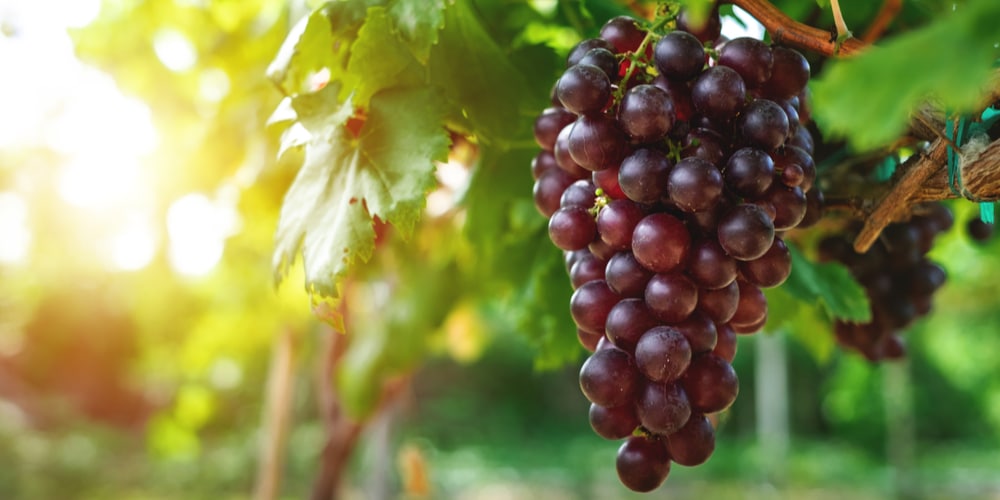 what type of grapes grow best in zone 6