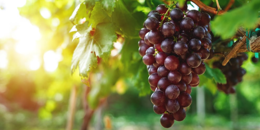 What Types Of Grapes Grow Best In Zone 6 GFL Outdoors