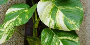 How Much Light do Pothos Need