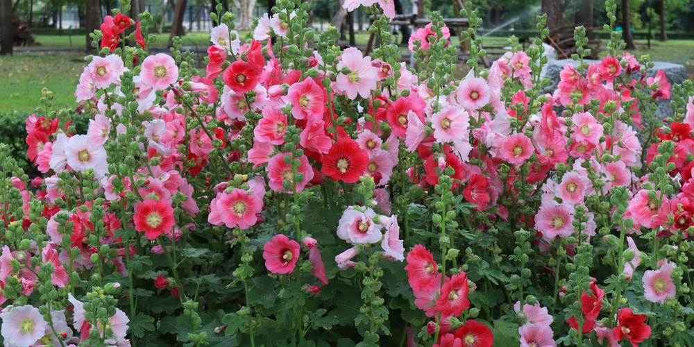 Growing Hollyhocks in Containers