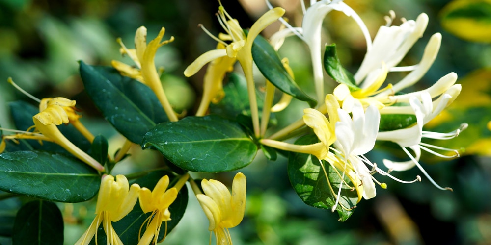 Can Goats Eat Honeysuckle?