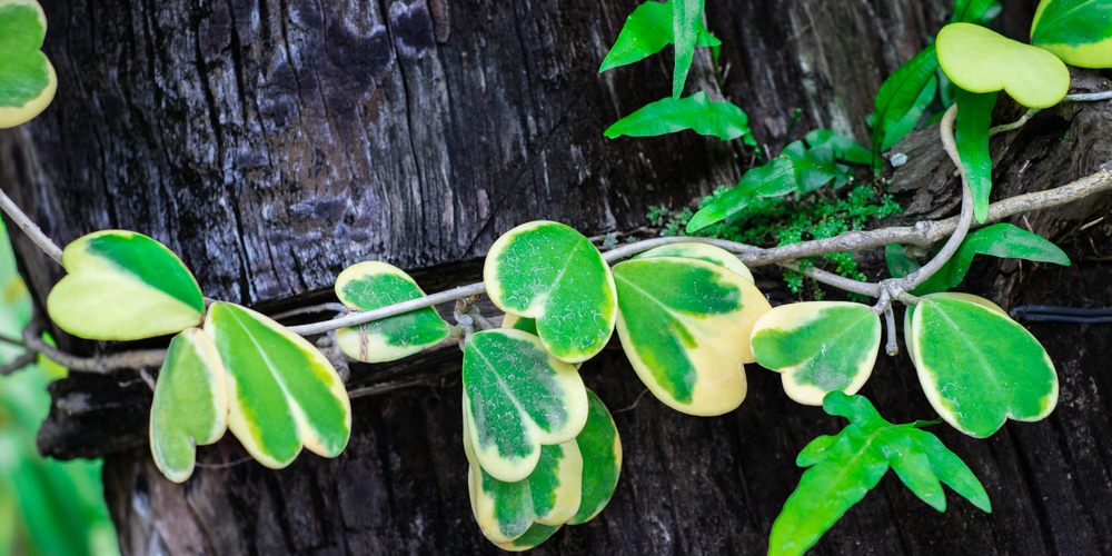 hoya kerrii