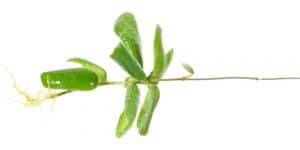 Hoya Rotundiflora