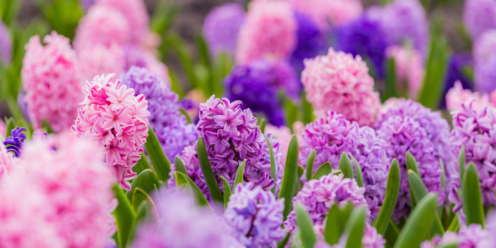 When to plant bulbs in march