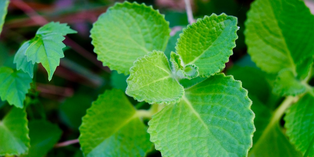 growing mint in pots