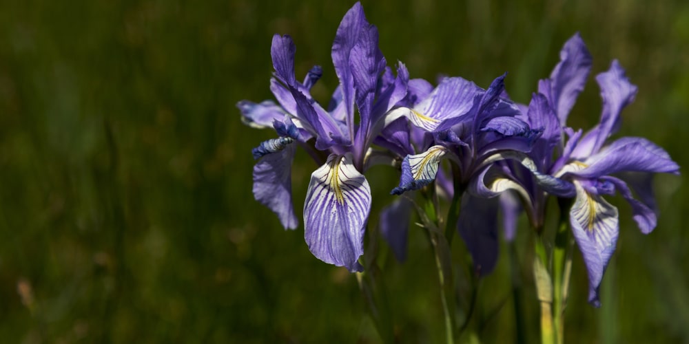 When Do Irises Bloom in Zone 7?