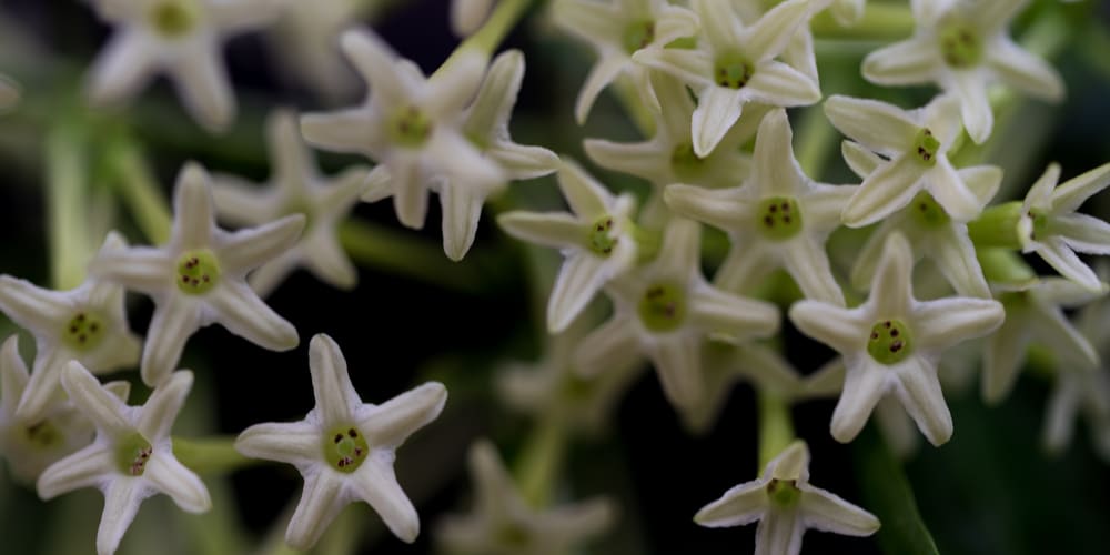 Night-blooming jasmine (raat rani plant)