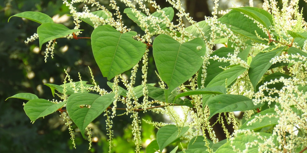 large leaf weeds