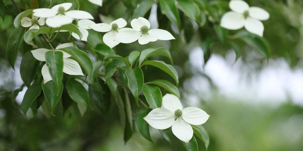 How far from the house should you plant a dogwood tree?