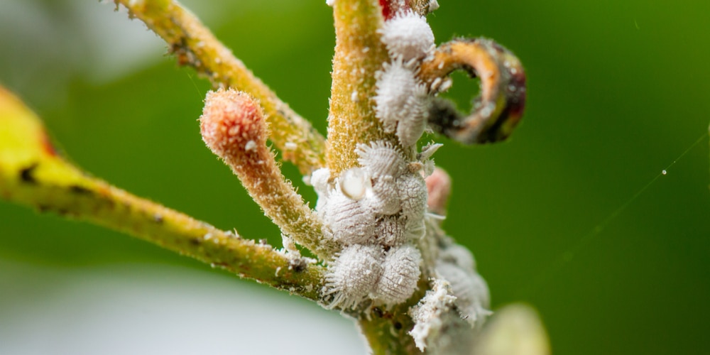 Tiny White Bugs that Look Like Dust