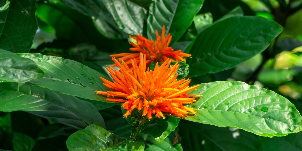 orange flowers in Texas