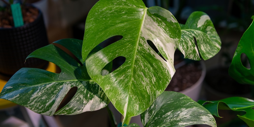 monstera albo care