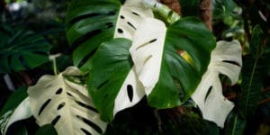 moss pole monstera