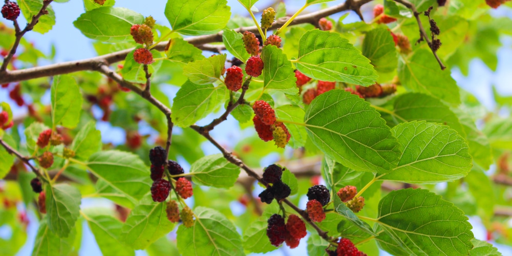 Berry Trees in Texas