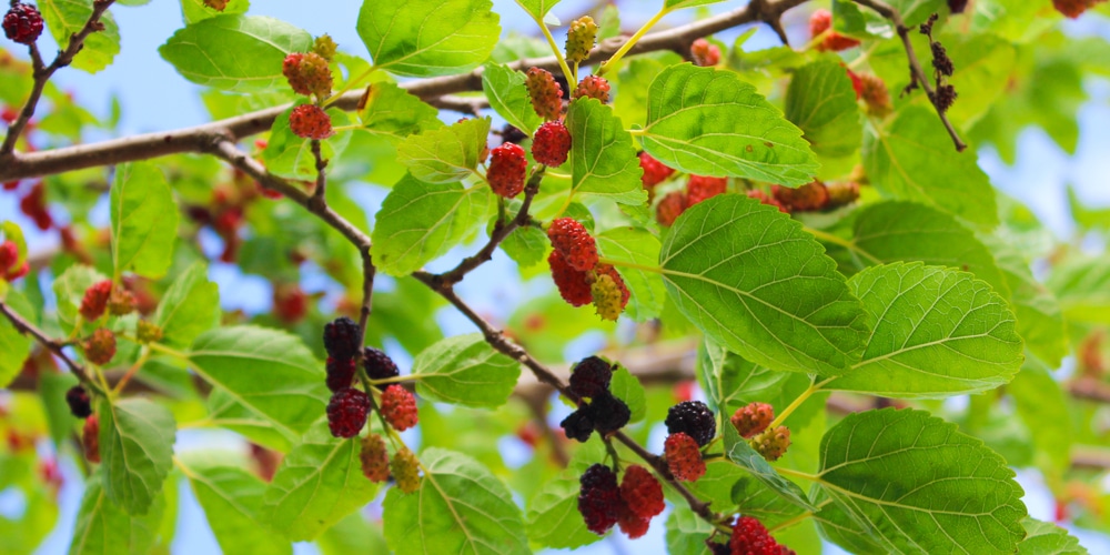 trees with red berries