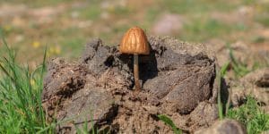 Orange Mushrooms In Yard