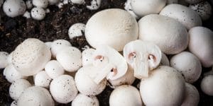 mushrooms that grow in clusters