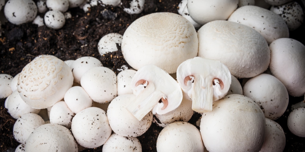 do mushrooms grow in swamps?