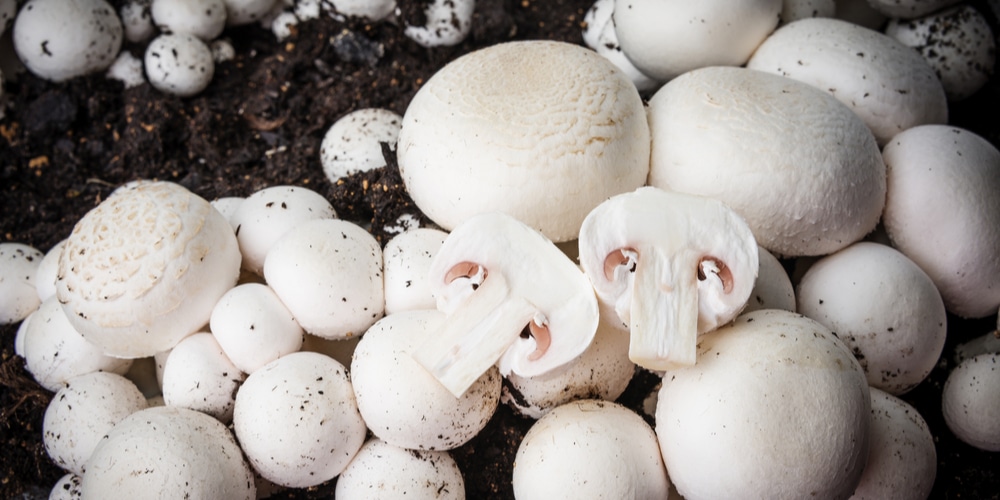 How Long Does it Take for Mushrooms to Grow? 