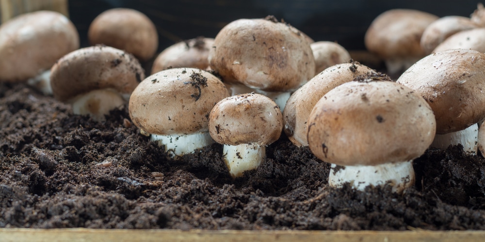 Do Mushrooms Grow in swamps
