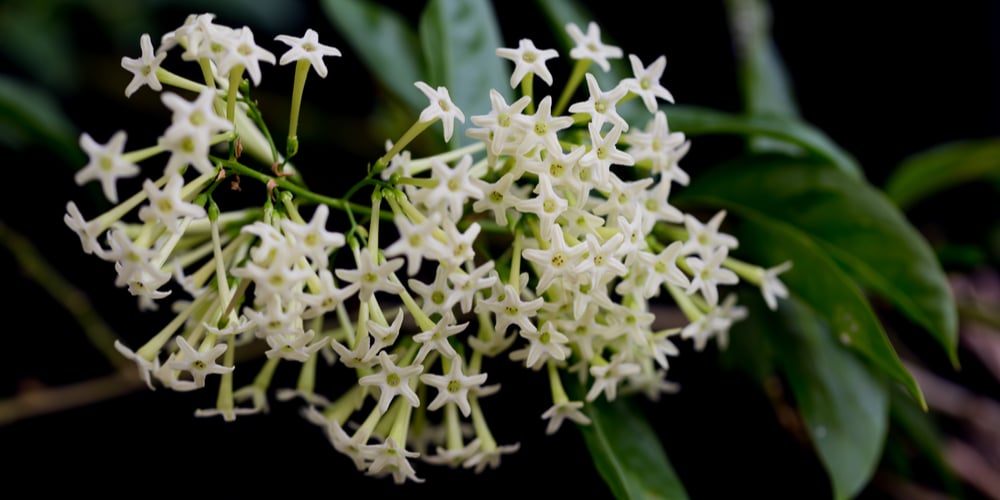 Night-blooming jasmine (raat rani plant)