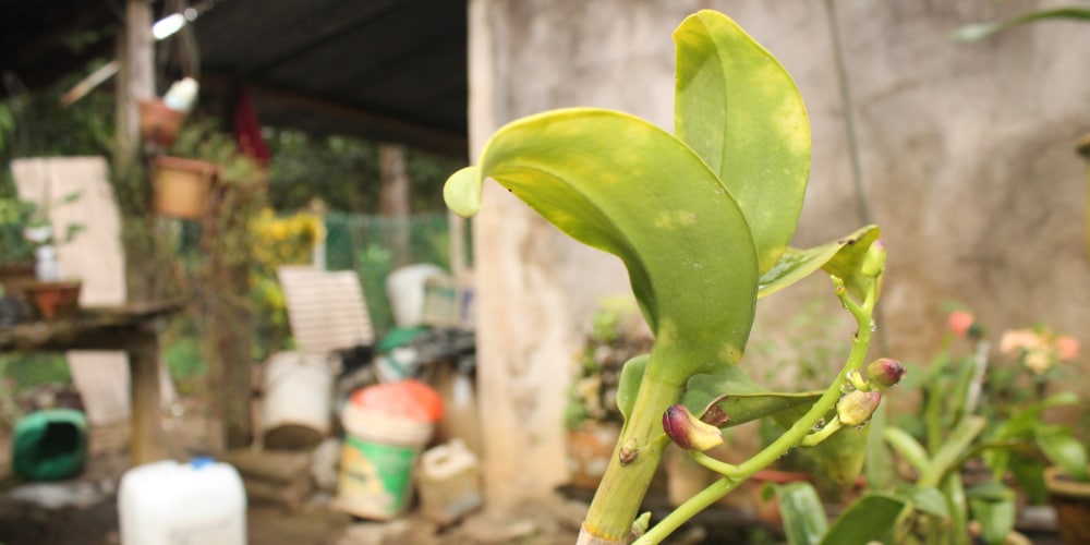 why are my orchid leaves turning yellow?