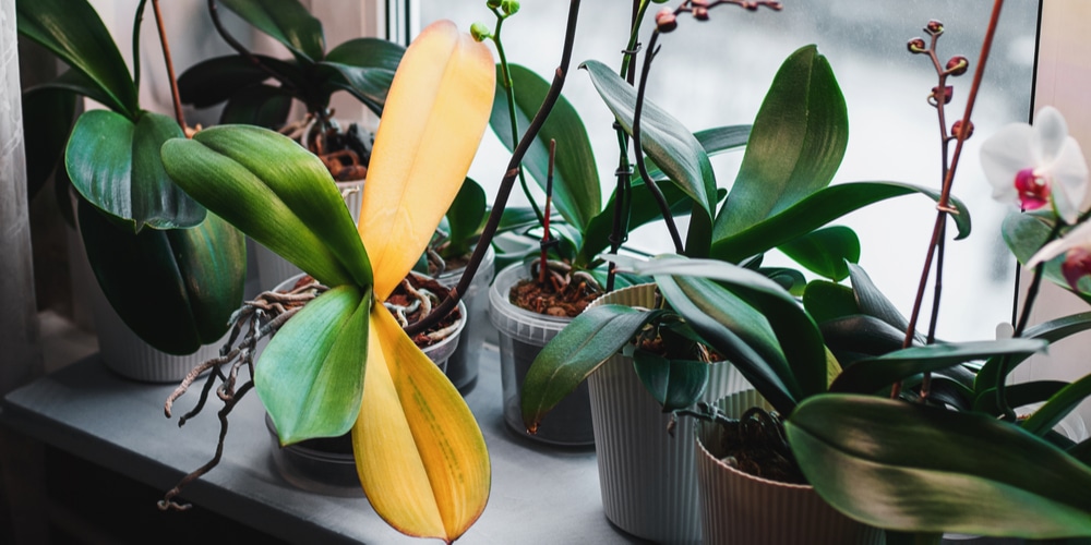 Orchid Leaves Turning Brown