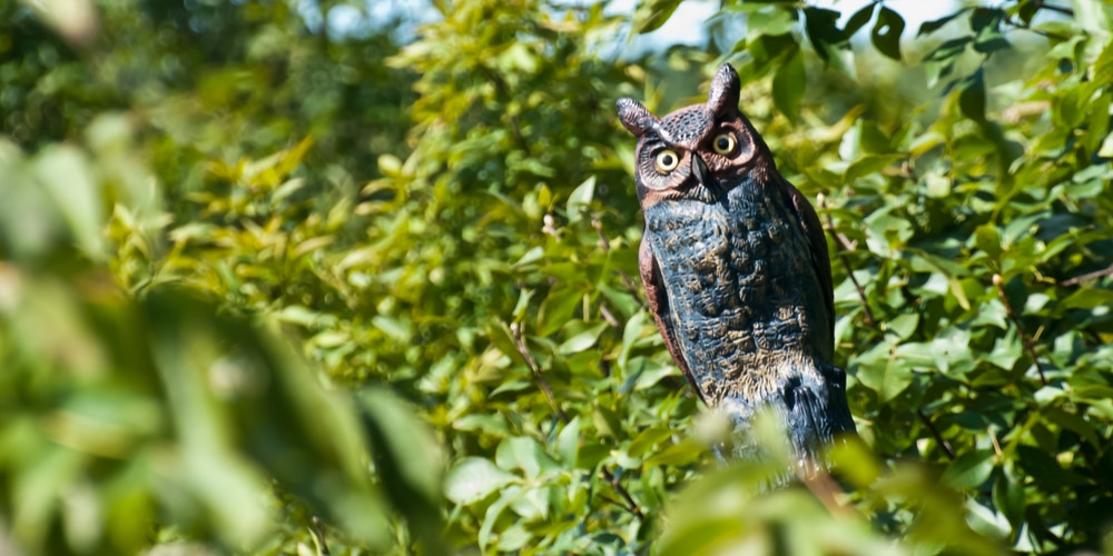 How to Keep Birds from Eating Your Grass Seed