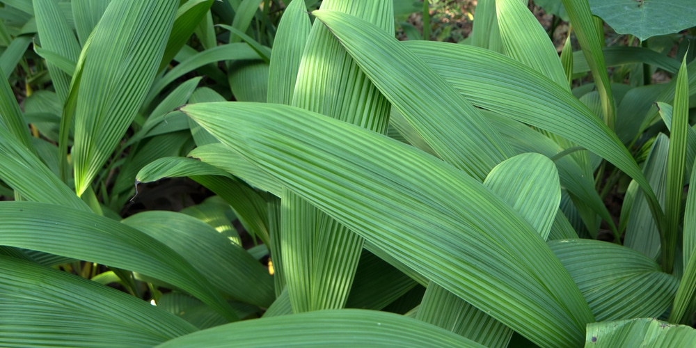 Palm grass plant growth and care