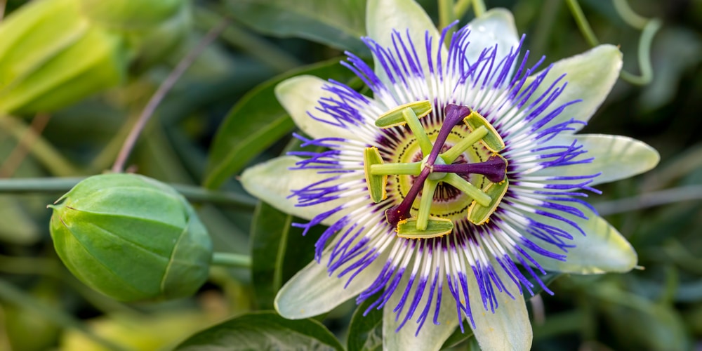 Mexican Flowers