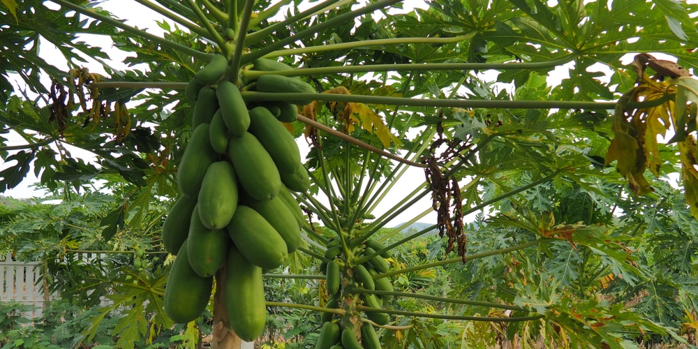 Fruit trees that grow in Michigan