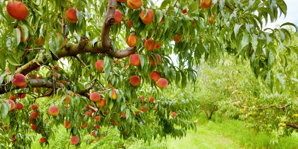 Do Peaches Grow In Hawaii
