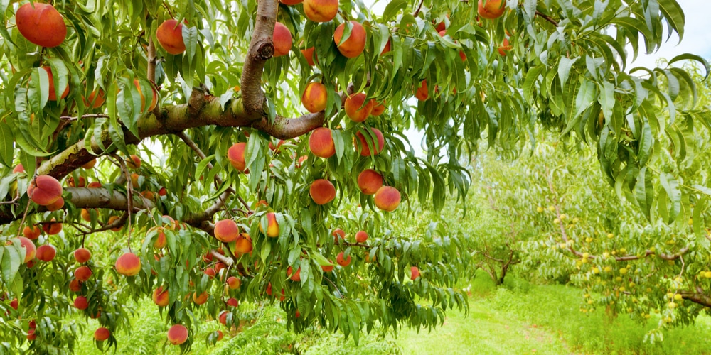 fruit trees in ct