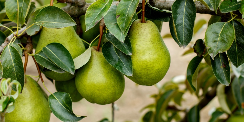 Fruit trees that grow in Michigan