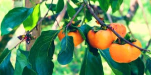 Why Do Persimmon Trees Loose Their Leaves
