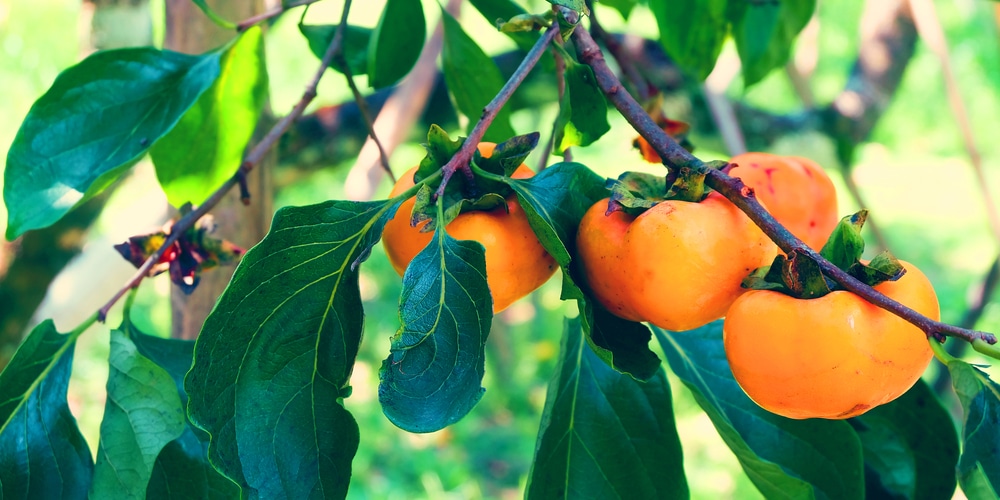 Why Do Persimmon Trees Loose Their Leaves