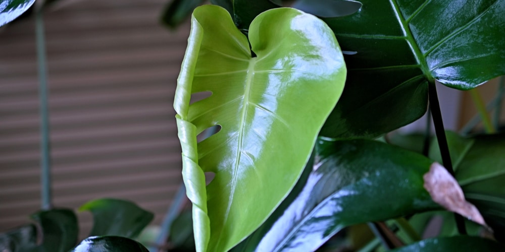 Philodendron Leaves are Curling, Why?