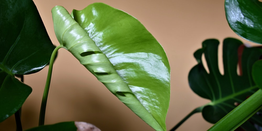 Philodendron Leaves are Curling, Why?