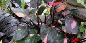 Pink Princess Philodendron